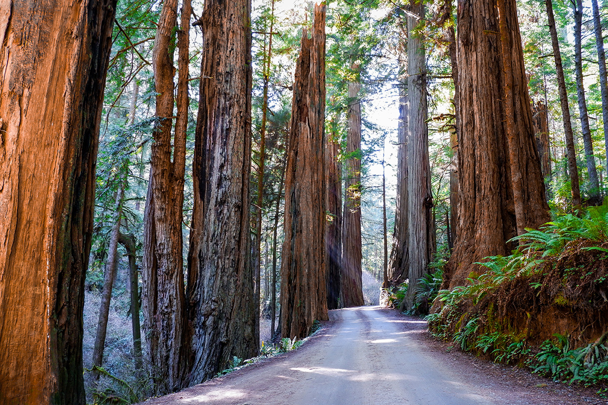 Redwood forest path